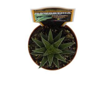 Haworthia