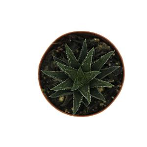 Haworthia