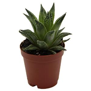 Haworthia