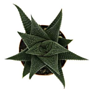 Haworthia