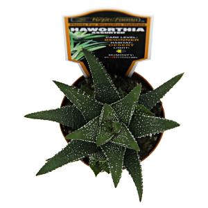 Haworthia