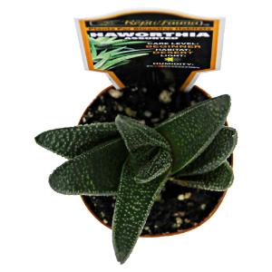 Haworthia