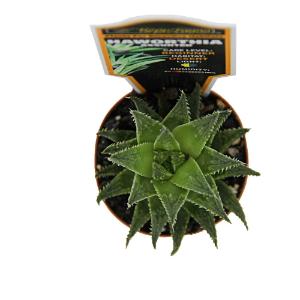 Haworthia