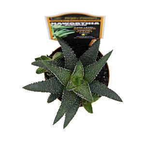 Haworthia