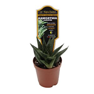Haworthia