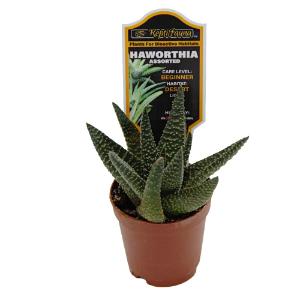 Haworthia