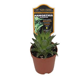 Haworthia