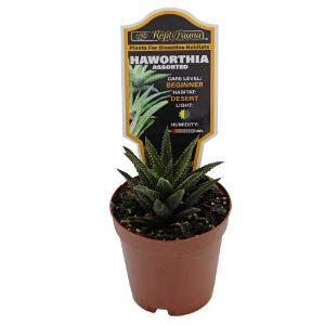 Haworthia