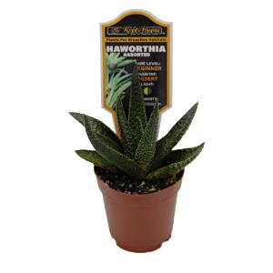 Haworthia