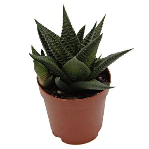 Haworthia