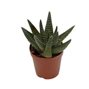 Haworthia