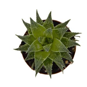Haworthia