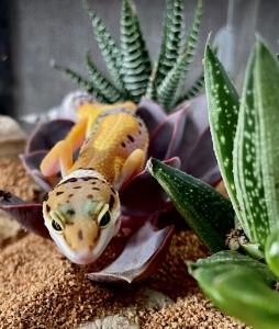 Leopard gecko with Haworthia