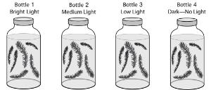 Science Take-Out® Plants In A Bottle: Photosynthesis And Respiration