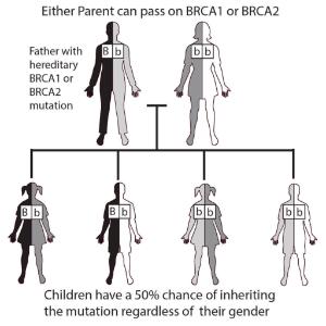 Science Take-Out® Breast Cancer Risk: Genes And The Environment