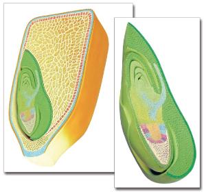 Altay® Corn Seed Model