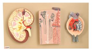 Eisco® Kidney, Nephron And Glomerulus