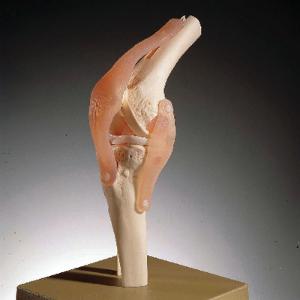 Somso® Functional  Joints