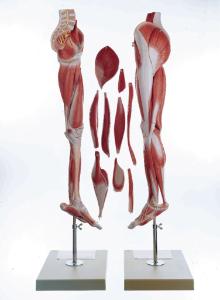 Somso® Comprehensive Leg Musculature Model