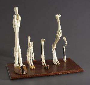 3B Scientific® Mammal Leg And Foot Skeleton Set