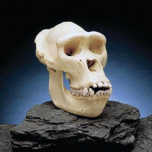 Somso® Gorilla Skull