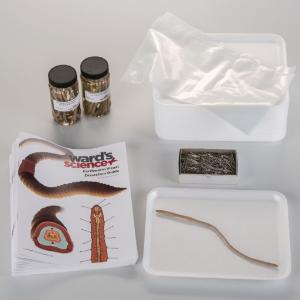 Ward's® Pure Preserved™ Earthworm Dissection Kit