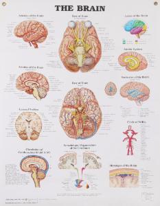 The Brain Poster
