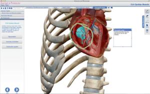 Visible Body® Anatomy And Physiology