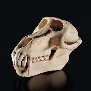 Somso® Baboon Skull