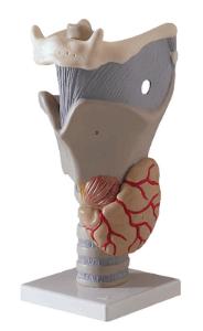 3B Scientific® Functional Larynx Model