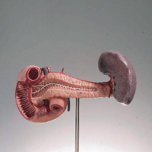 Somso® Pancreas, Spleen, and Duodenum Model