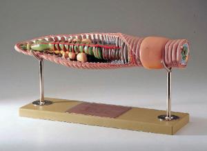 Somso® Earthworm Model