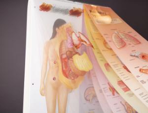 See-Through Sally™ Anatomy Chart Set