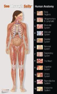 See-Through Sally™ Anatomy Chart Set