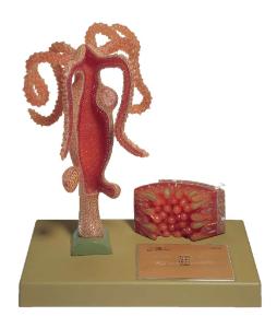 Somso® Hydra Model