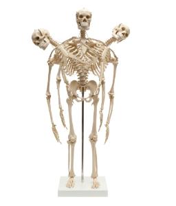 Rudiger® Small Scale Human Skeleton Models