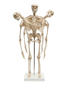 Rudiger® Small Scale Human Skeleton Models