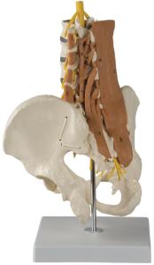 Rudiger® Lumbar Spine Musculature