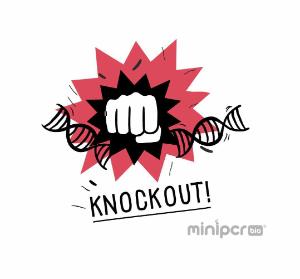 miniPCR® Knockout! A CRISPR/Cas Gene Targeting Lab