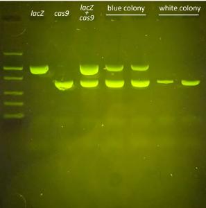 miniPCR® Knockout! PCR Genotyping Experiment