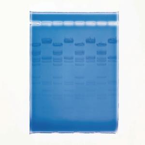 Ward's® QUIKView DNA Stain for Gel Electrophoresis