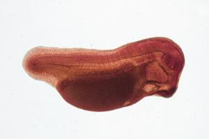 Ward's® Frog Embryology Slide Series