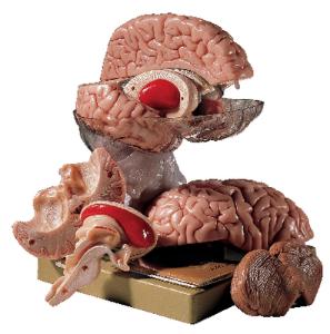 Somso® Comprehensive Brain Model