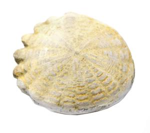 Fossil replica, Rotuloidea species