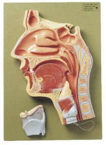 Somso® Cavities of the Nose, Mouth, Throat Cross Section Model