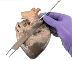 Ward's® Fresh, Non-preserved pig heart