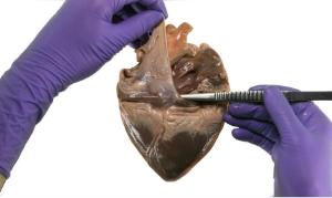 Ward's® Fresh, Non-preserved pig heart
