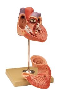 Somso® Economy Heart Model