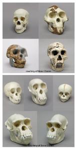 BoneClones® How We Got Here Skull Sets