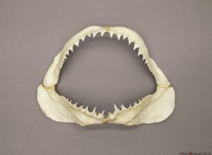 BoneClones® Animal Skulls and Jaws, Aquatic | Ward's Science